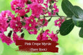 Hot Pink Crepe Myrtle Starter Plants – Lagerstroemia indica, Vibrant Dark Pink Flowers, Live Bare Root Shrubs, Drought & Frost Tolerant