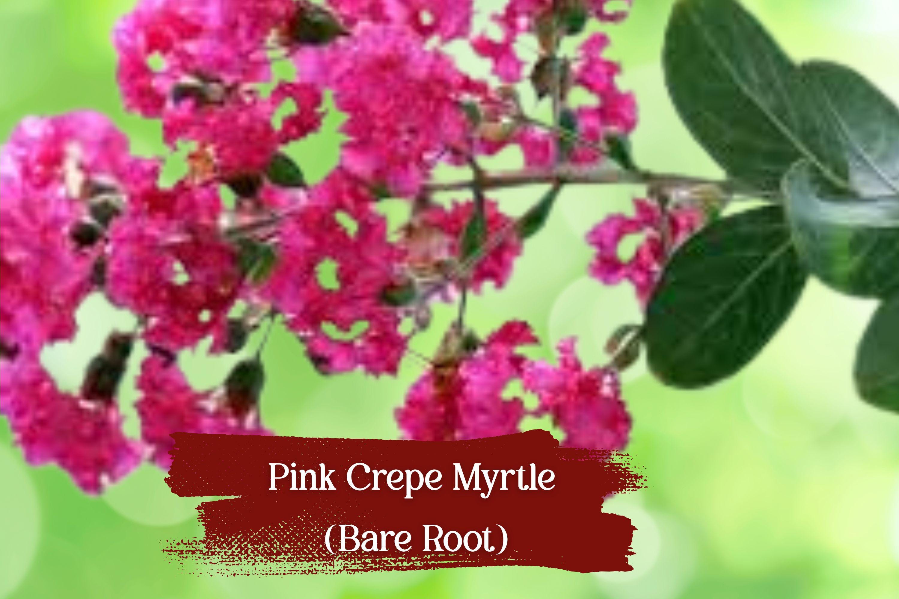 Hot Pink Crepe Myrtle Starter Plants – Lagerstroemia indica, Vibrant Dark Pink Flowers, Live Bare Root Shrubs, Drought & Frost Tolerant