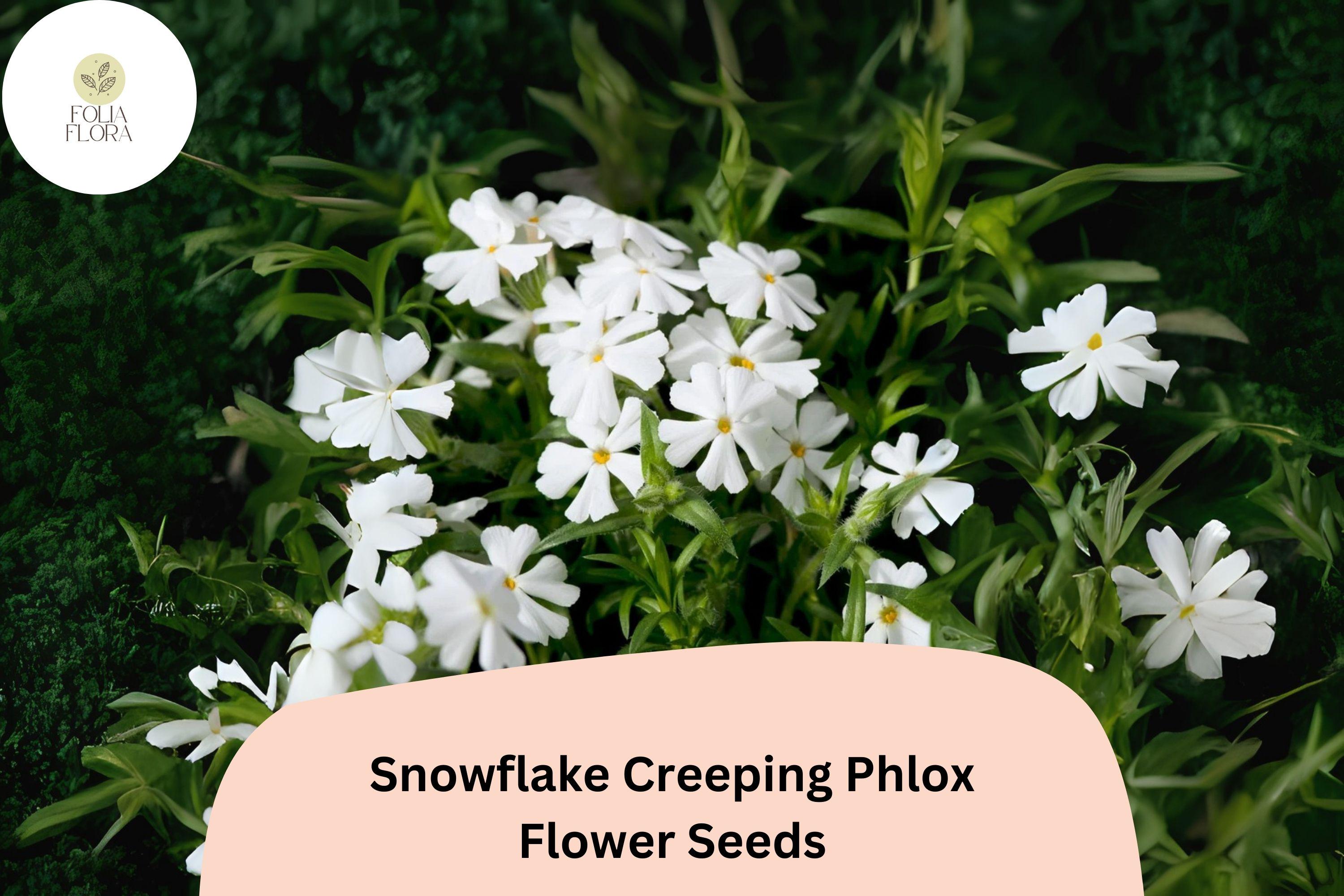 Snowflake Creeping Phlox Seeds – White Ground Cover, Phlox subulata, Low-Growing Perennial for Borders & Slopes