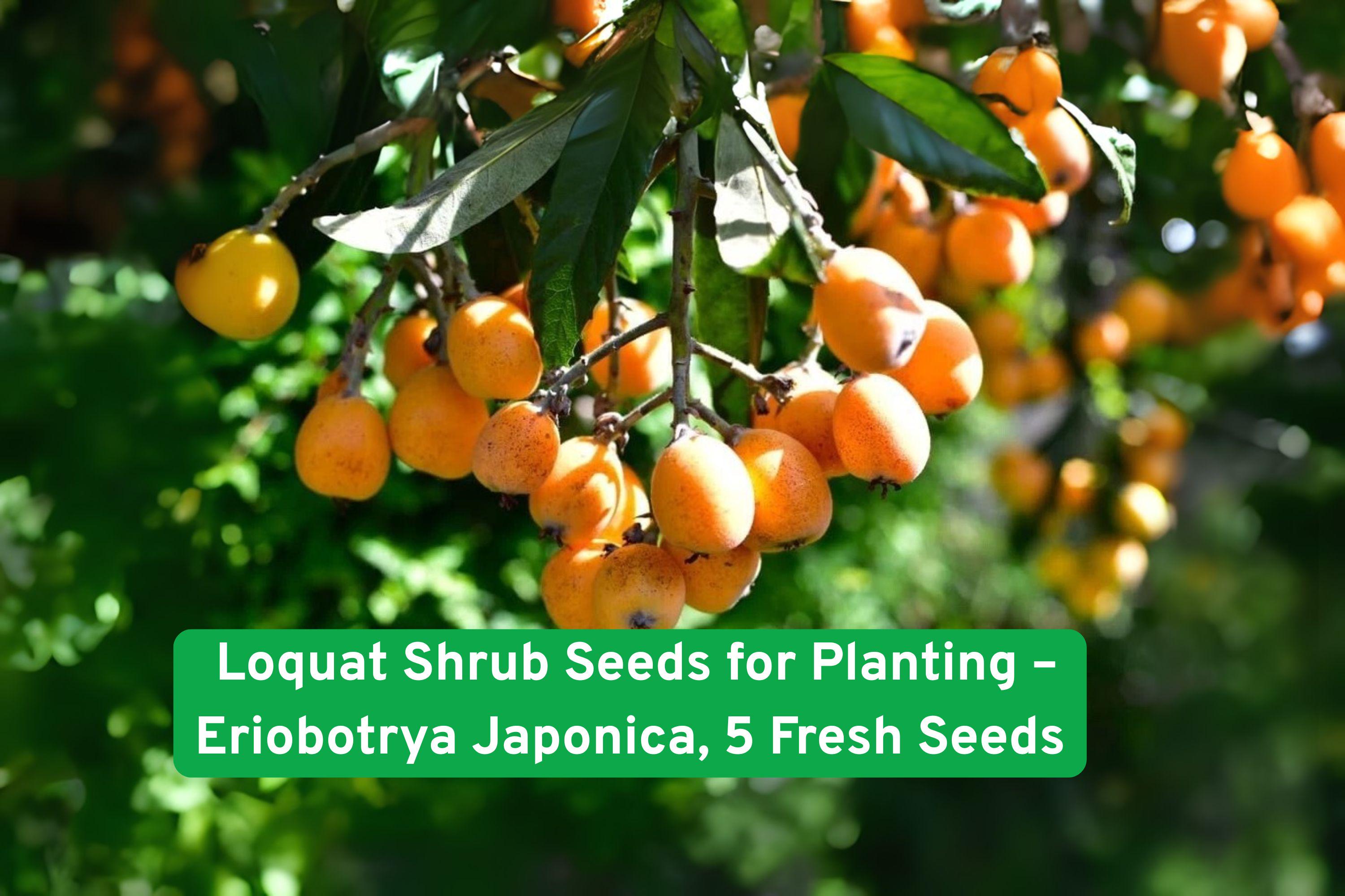 Loquat Shrub Seeds – Eriobotrya Japonica, Tropical Fruit Tree, Edible, Drought-Tolerant, Container Gardening, 5 Seeds