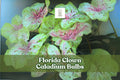 10 Florida Clown Caladium Bulbs | Fancy Leaf, Multicolored Foliage, Tropical Perennial Tubers, Shade Garden Plant