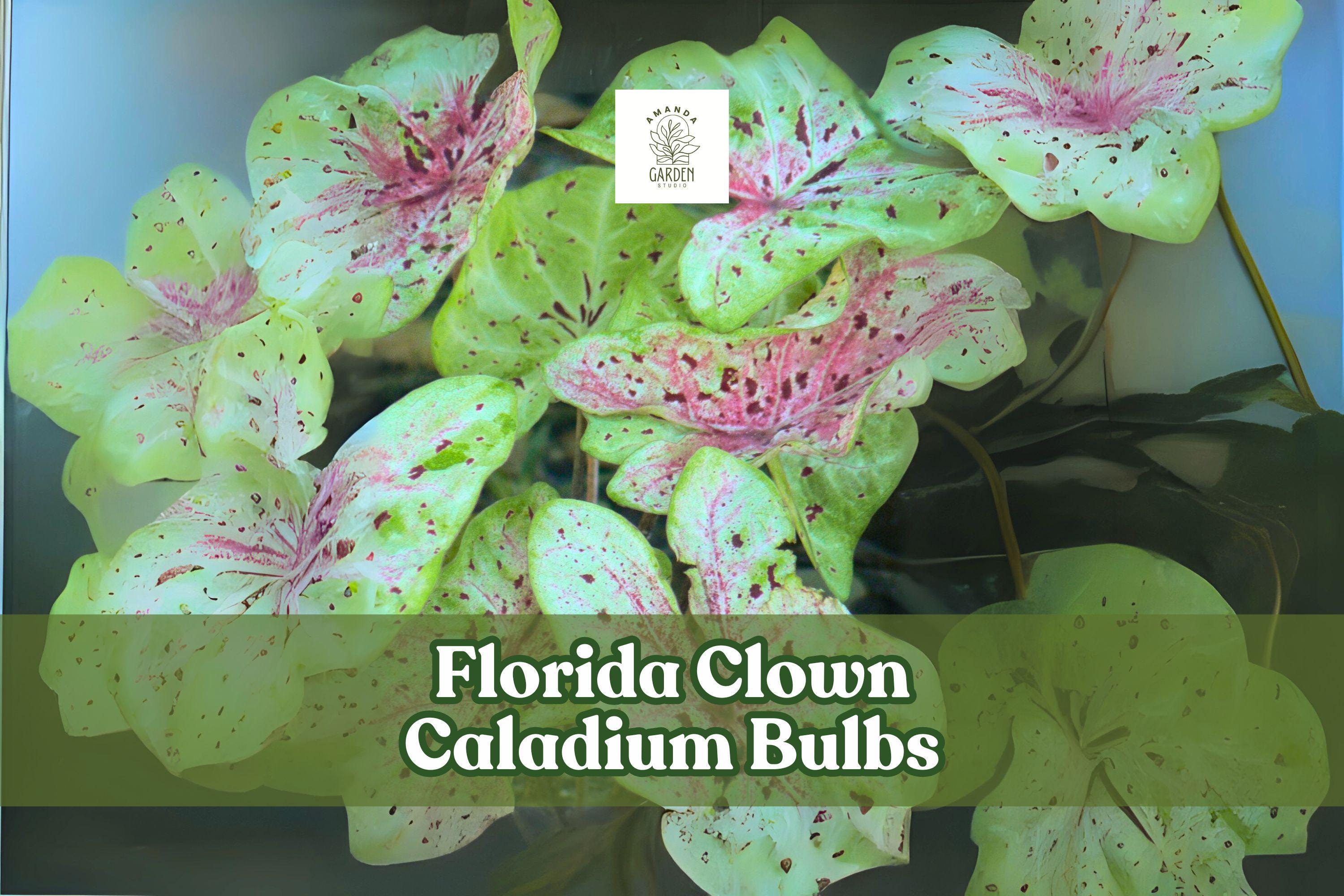 10 Florida Clown Caladium Bulbs | Fancy Leaf, Multicolored Foliage, Tropical Perennial Tubers, Shade Garden Plant