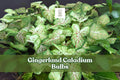 Gingerland Caladium Bulbs – Fancy Leaf Tropical Foliage, Pink Veins, Green Speckles, Caladium bicolor, 2 Live Tubers