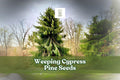 Weeping Cypress Pine Seeds – 25 Non-GMO Hesperocyparis funebris Evergreen Ornamental Tree
