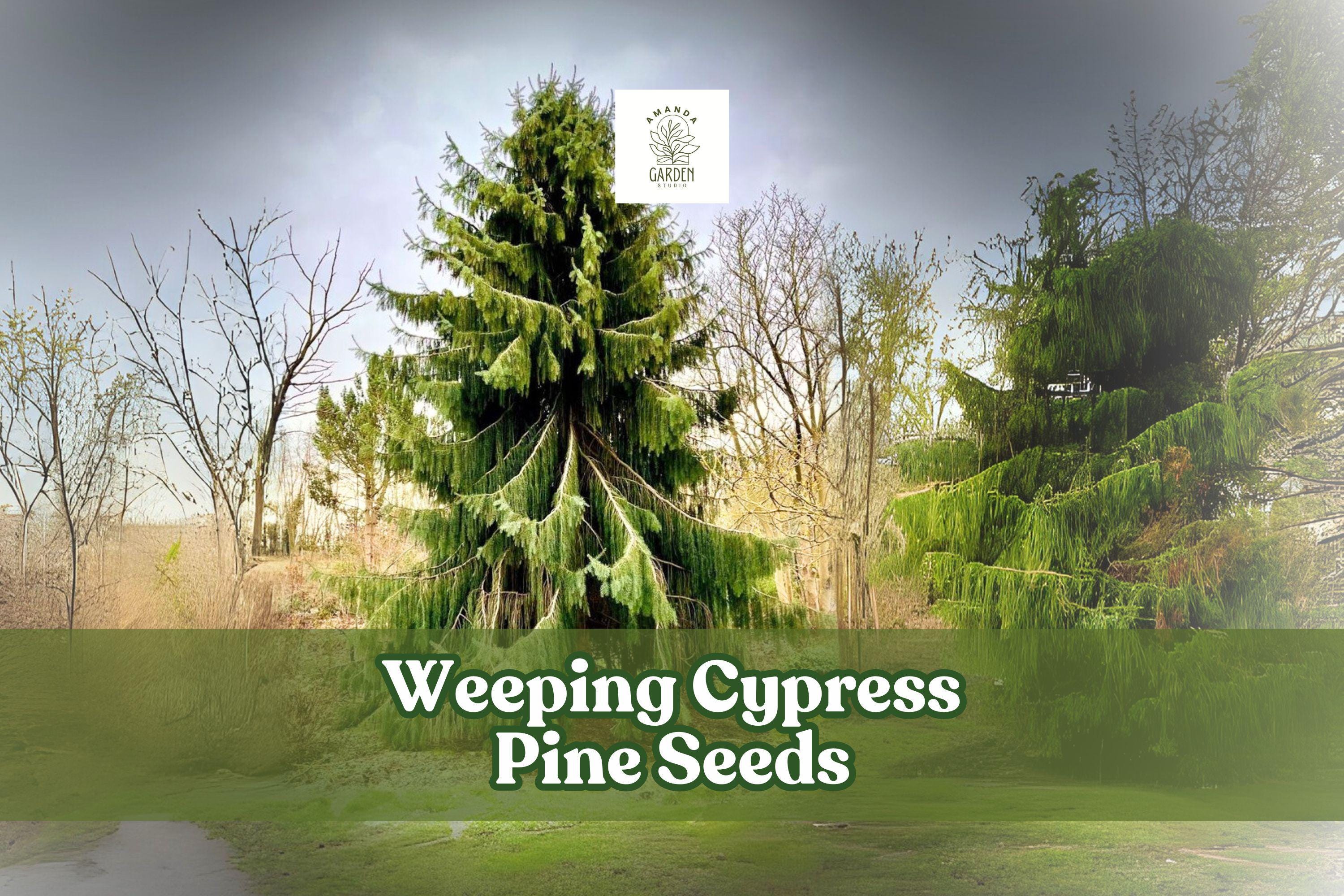 Weeping Cypress Pine Seeds – 25 Non-GMO Hesperocyparis funebris Evergreen Ornamental Tree