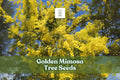 Golden Mimosa Tree Seeds – Acacia baileyana – Ornamental Yellow Flowering Tree for Gardens & Landscaping
