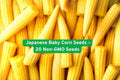 Japanese Baby Corn Seeds – Non-GMO, Sweet Mini Corn, Zea mays, for salads, stir-fry, pickling, garden or container planting