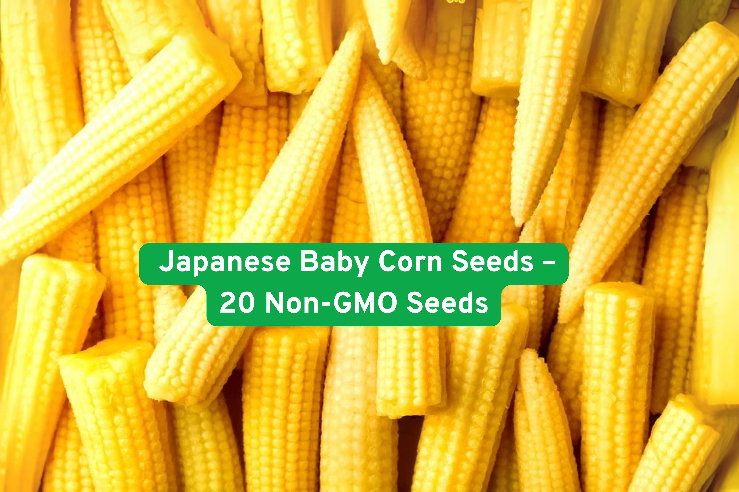 Japanese Baby Corn Seeds – Non-GMO, Sweet Mini Corn, Zea mays, for salads, stir-fry, pickling, garden or container planting