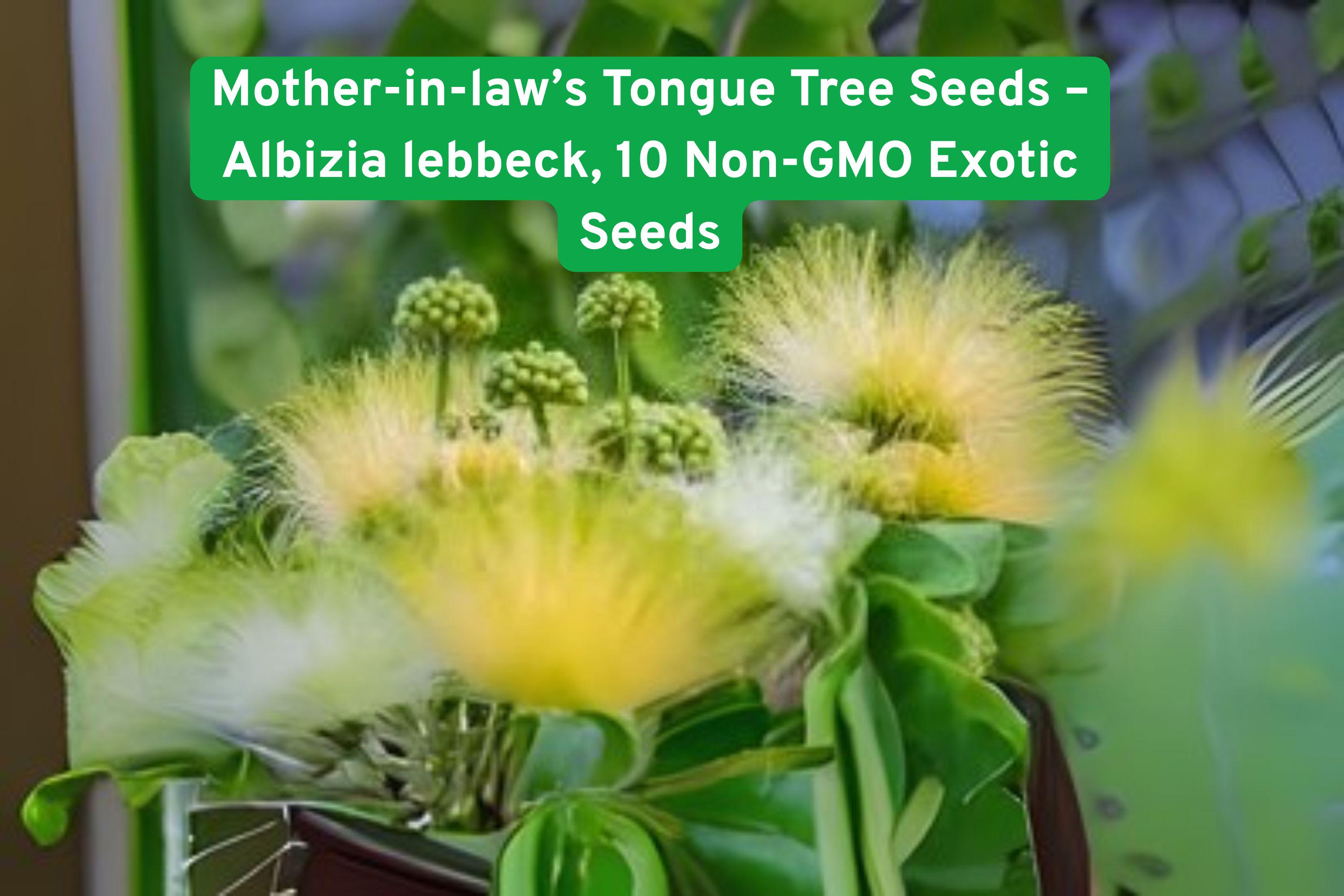 Albizia lebbeck Tree Seeds – Fast-Growing Tropical Shade & Ornamental Tree with Fragrant Cream Flowers