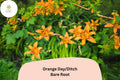 50 Orange Daylily Bare Root Plants | Hemerocallis fulva Perennial for Garden Borders and Landscaping