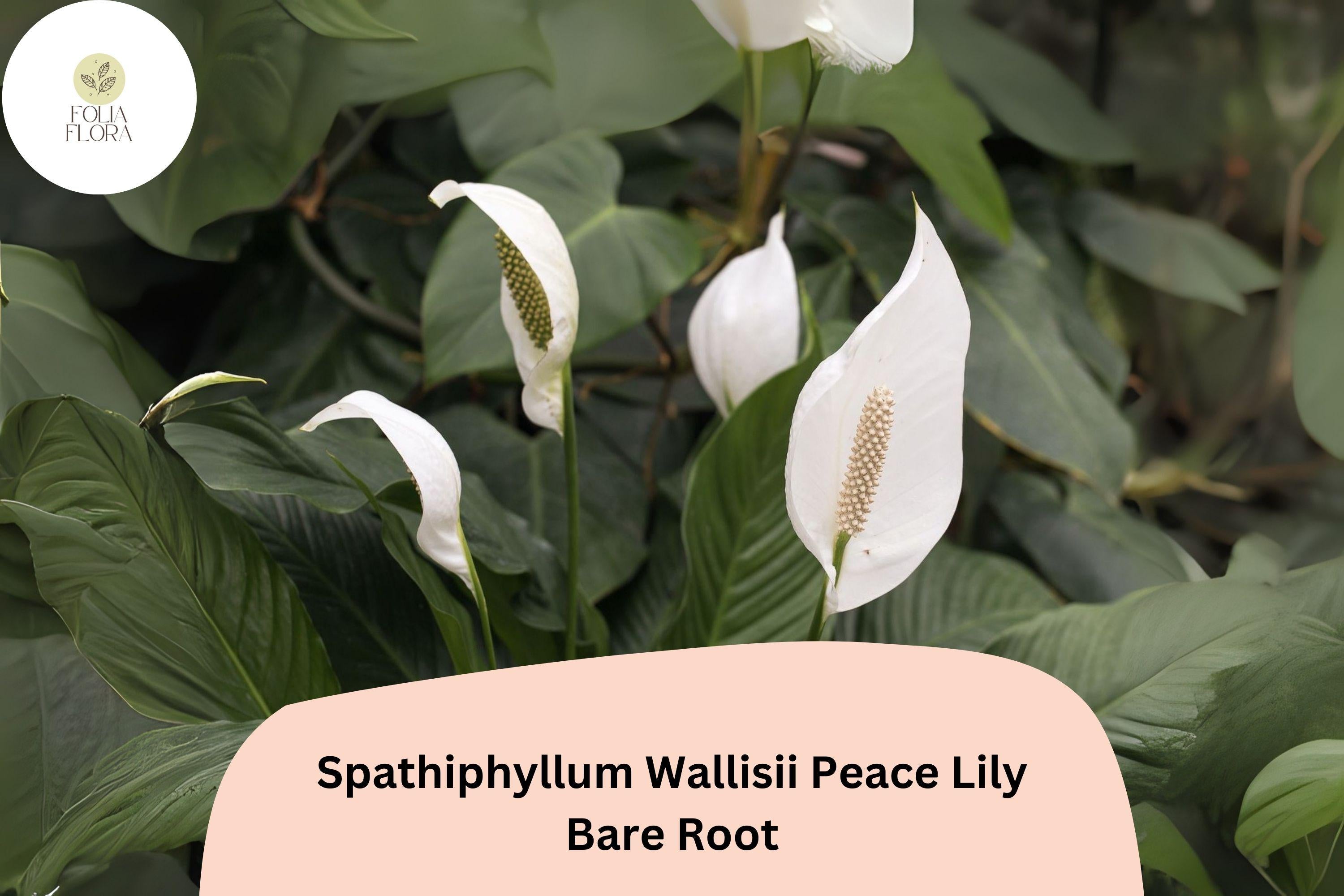 Peace Lily Plant Spathiphyllum wallisii | 6–12" Live Bare Root Indoor Houseplant with White Flowers