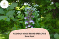 Acanthus mollis Bear’s Breeches Perennial Plants, 3 Live Purple & White Flowering, Hardy Garden Borders