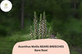 Acanthus mollis Bear’s Breeches Perennial Plant – 6-Inch Purple & White Flowering Garden Flower