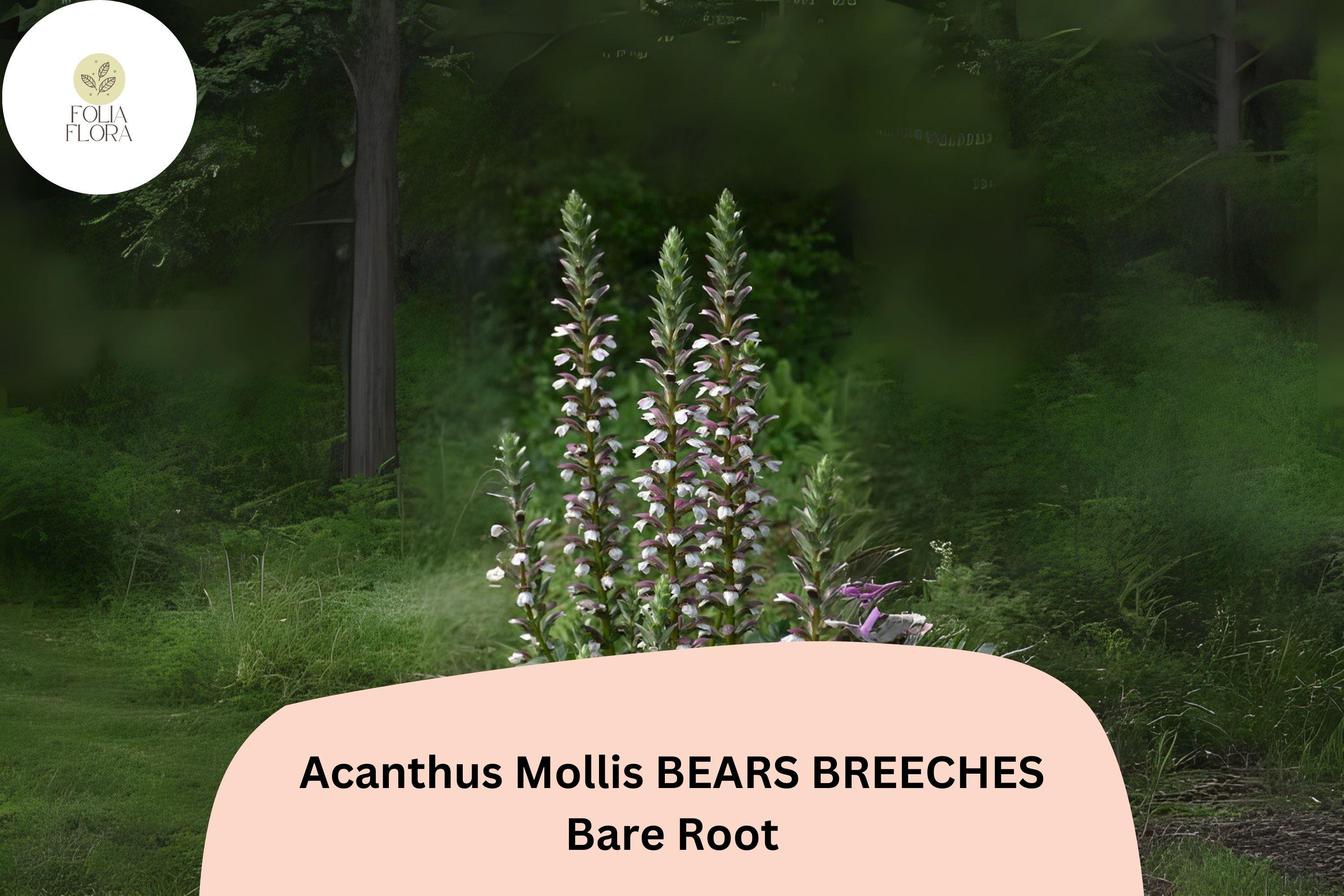 Acanthus mollis Bear’s Breeches Perennial Plant – 6-Inch Purple & White Flowering Garden Flower