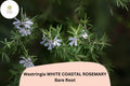 Westringia White Coastal Rosemary Live Shrub Plant 6–12” Evergreen Drought-Tolerant Hedging Container