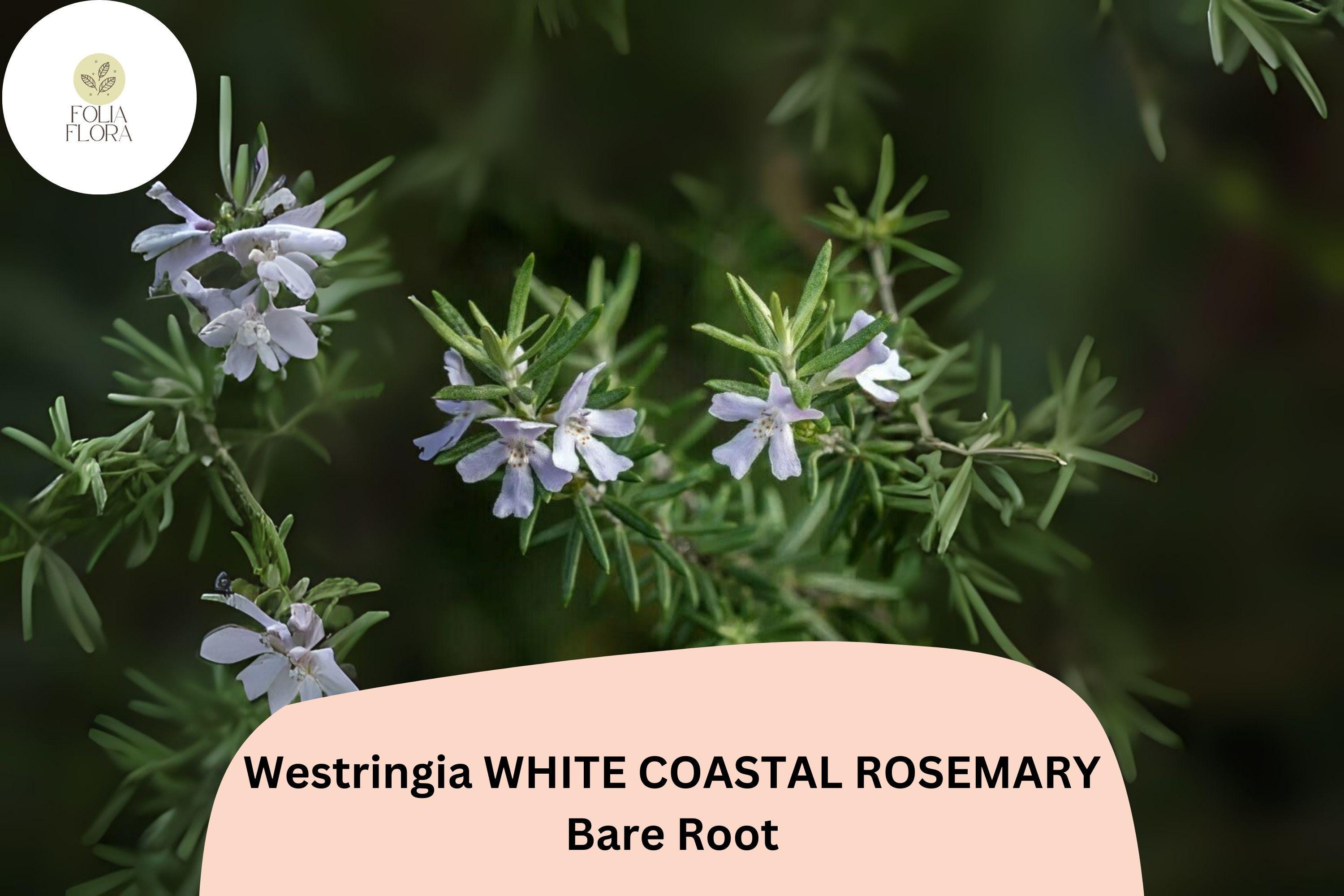 Westringia White Coastal Rosemary Live Shrub Plant 6–12” Evergreen Drought-Tolerant Hedging Container
