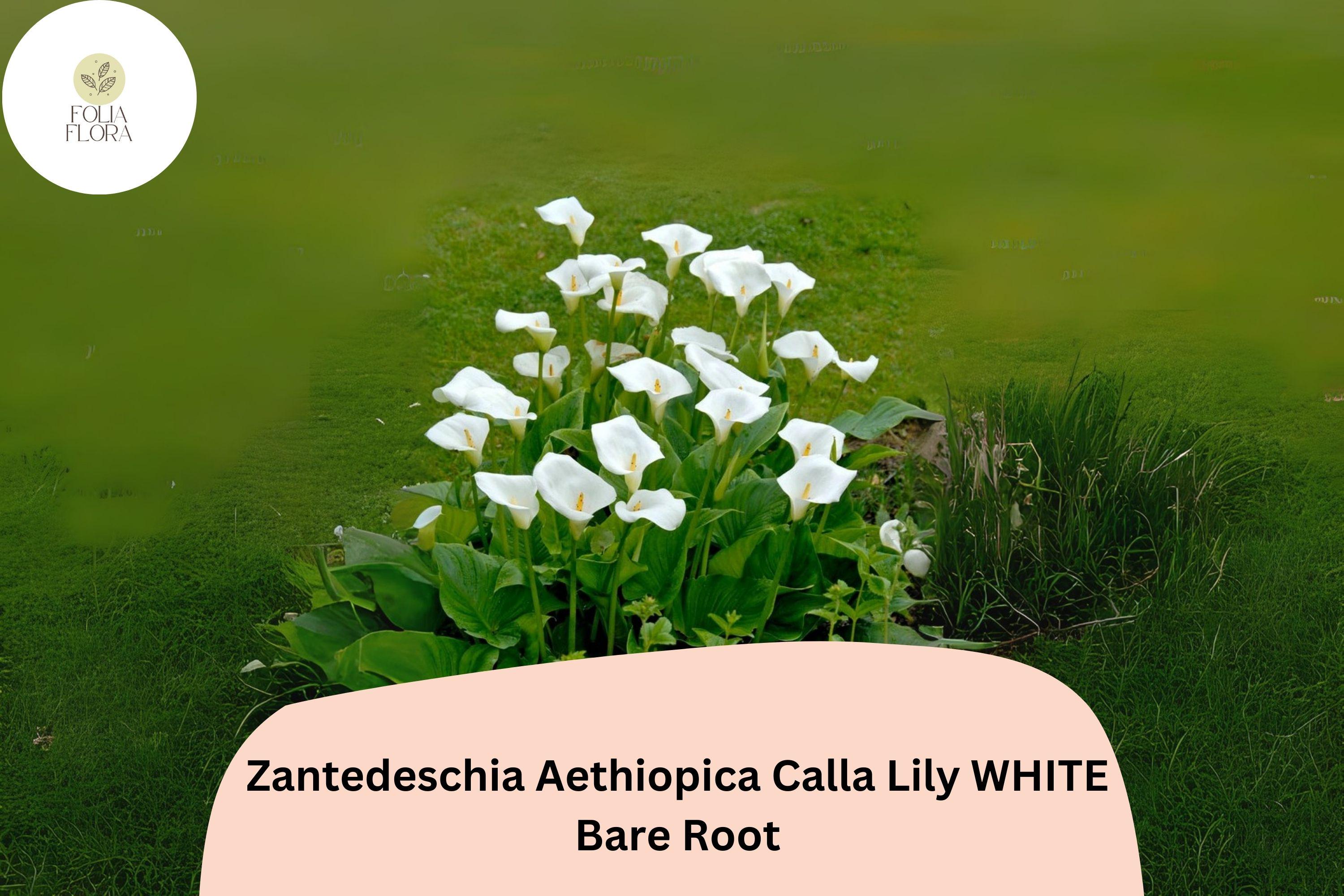 White Calla Lily Plants | 2-Inch Rooted Zantedeschia aethiopica | Florist-Quality Perennial Flowers for Gardens & Containers