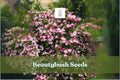 20 Beautybush Seeds – Kolkwitzia amabilis Flowering Ornamental Shrub for Garden Planting