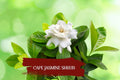 Heirloom Gardenia jasminoides Cape Jasmine Plant Set of 2 | Fragrant White Blooms Evergreen Shrubs