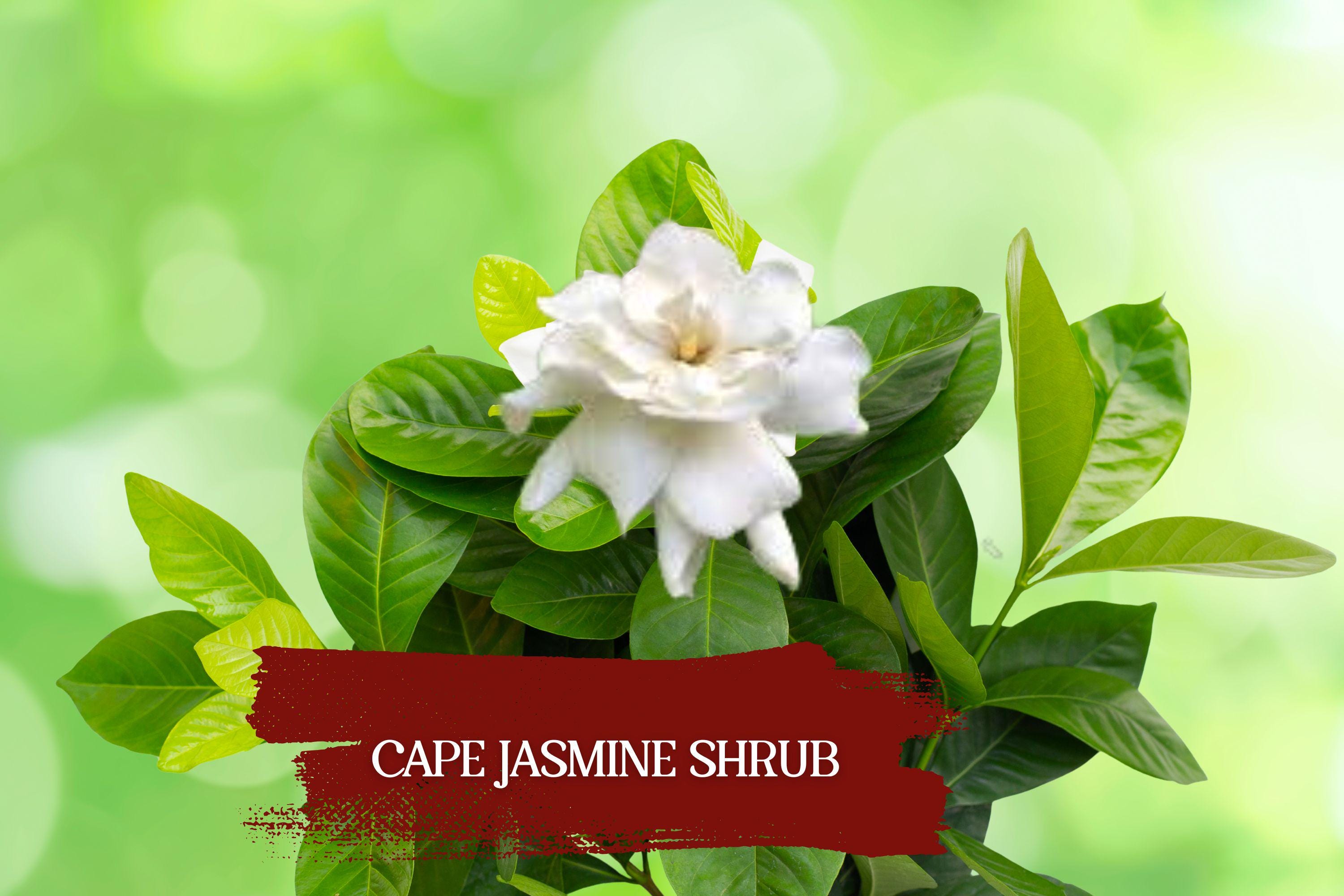 Heirloom Gardenia jasminoides Cape Jasmine Plant Set of 2 | Fragrant White Blooms Evergreen Shrubs
