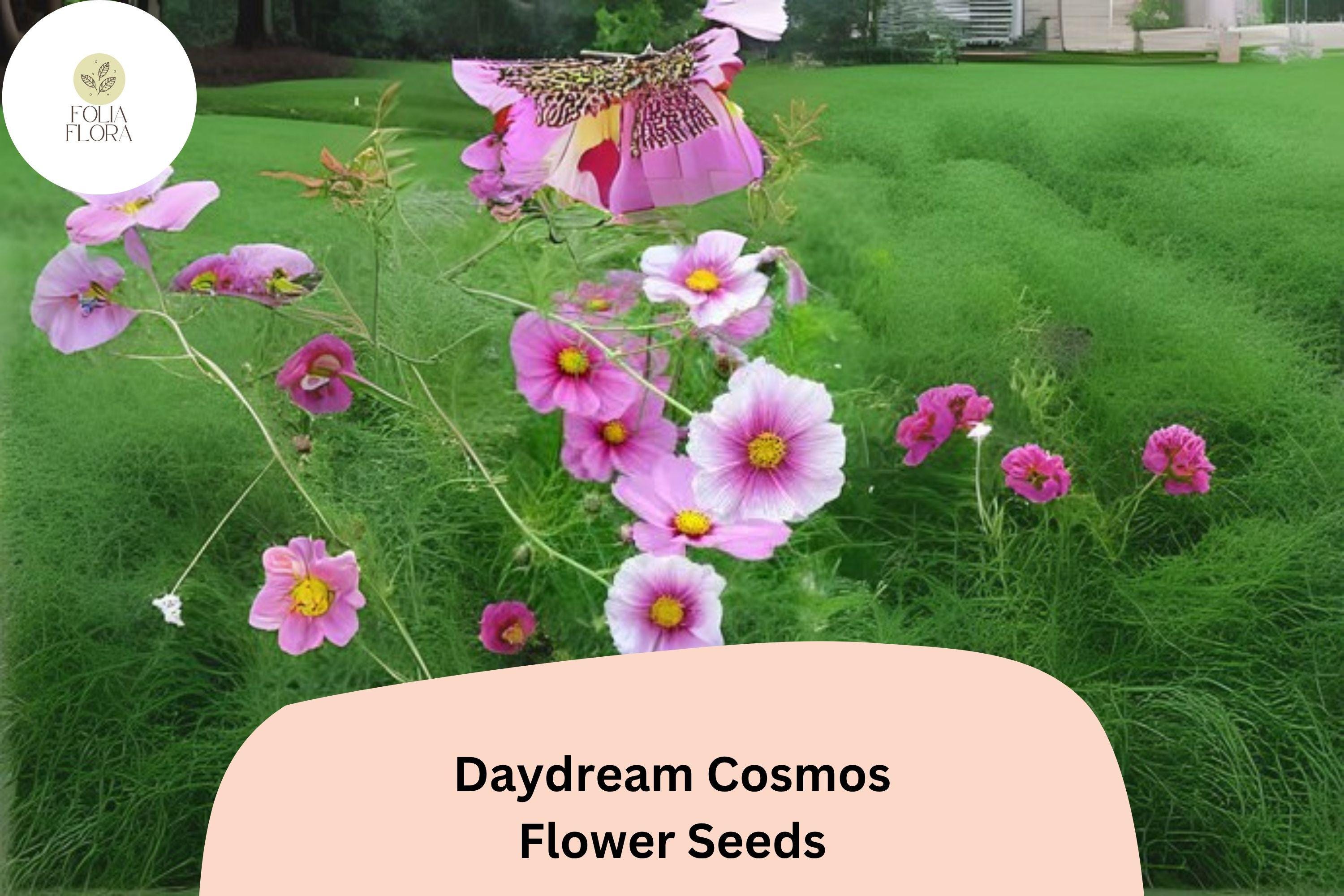 Daydream Cosmos Seeds | Bicolor Pink & White Annual Flower | Cosmos bipinnatus ‘Daydream’ | Pollinator-Friendly Garden Plant