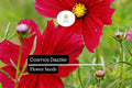 Dazzler Cosmos Seeds | Magenta-Red Flowers | Pollinator-Friendly Annual | Cosmos bipinnatus