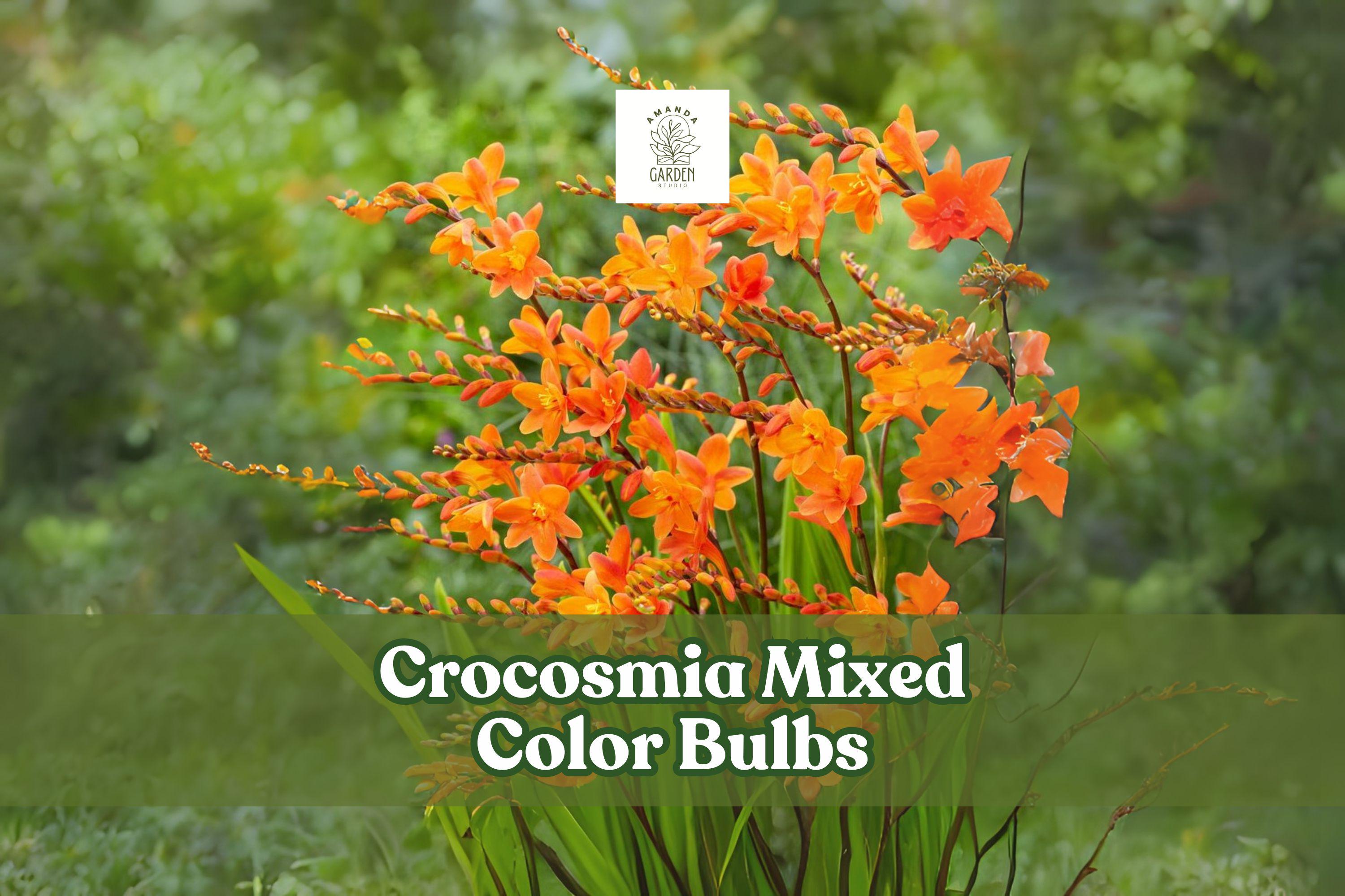 10 Crocosmia Bulbs Mixed Colors – Hardy Perennial Summer Flowers – Crocosmia Hybrids Corms
