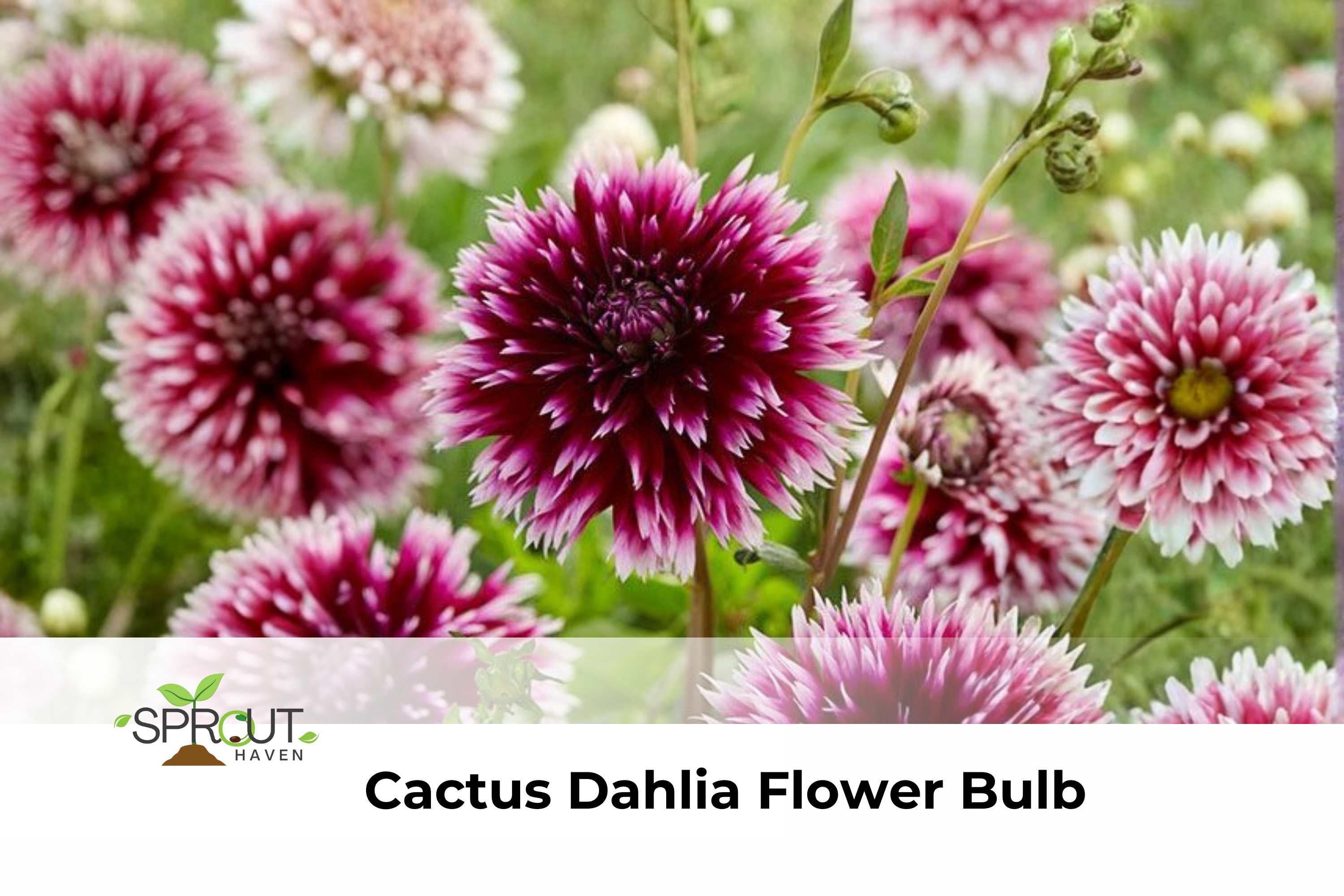 3 Honeybell Allium Bulbs | Perennial Flowers for Borders & Containers | Hummingbird-Attracting Ornamental Blooms | Allium spp.