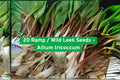 20 Ramp Seeds – Allium tricoccum – Wild Leek Perennial Herb for Shade Gardens, Edible Landscape, Native North American Plant