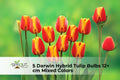 Darwin Hybrid Tulip Bulbs Set of 5 | Mixed Colors | 12+ cm Bulbs for Spring Garden, Borders & Cut Flowers | Tulipa