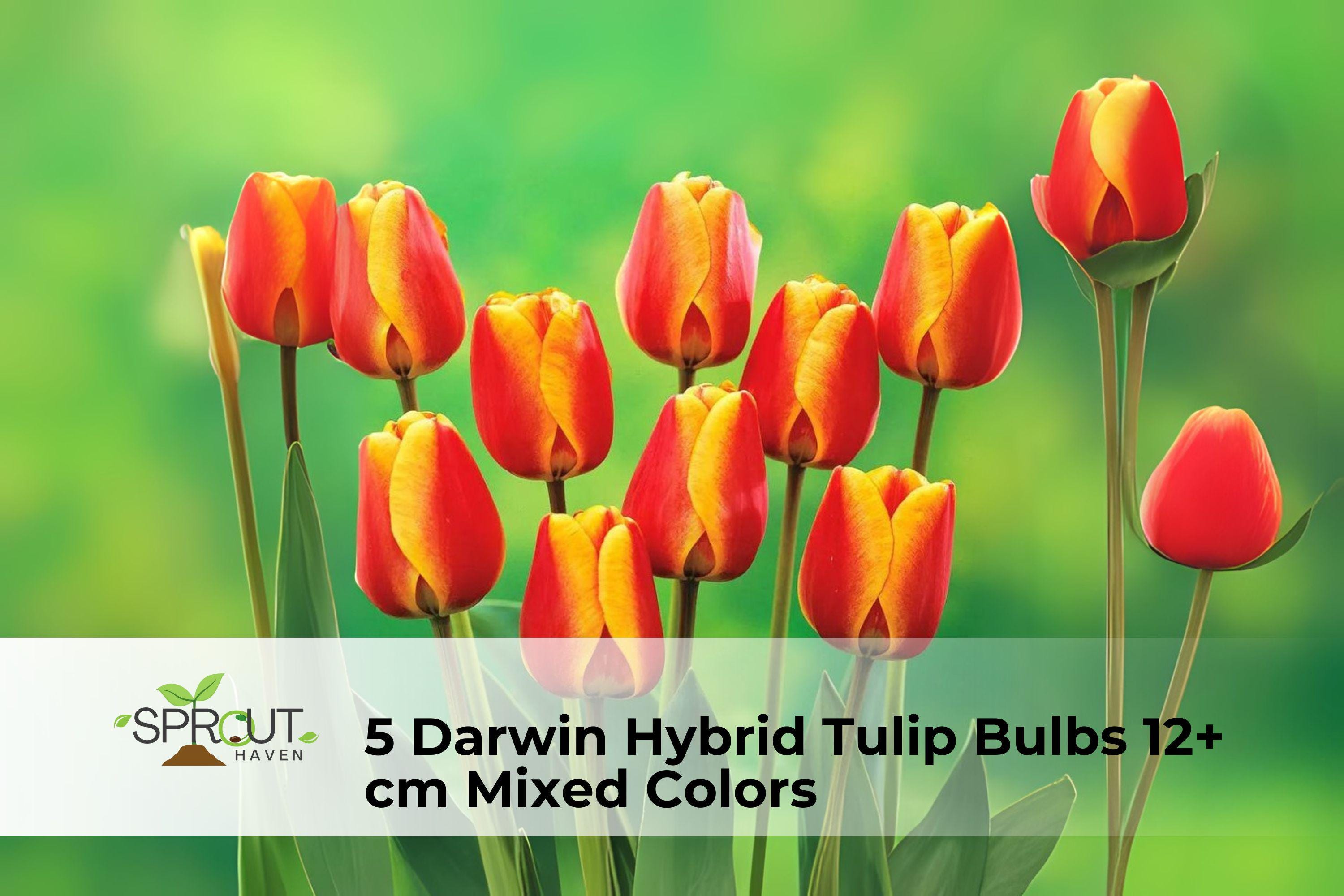 Darwin Hybrid Tulip Bulbs Set of 5 | Mixed Colors | 12+ cm Bulbs for Spring Garden, Borders & Cut Flowers | Tulipa