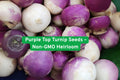 Non-GMO Purple Top Turnip Seeds | Heirloom Brassica rapa | Roots & Greens | Cool Weather Vegetable for Garden, Raised Beds, Containers