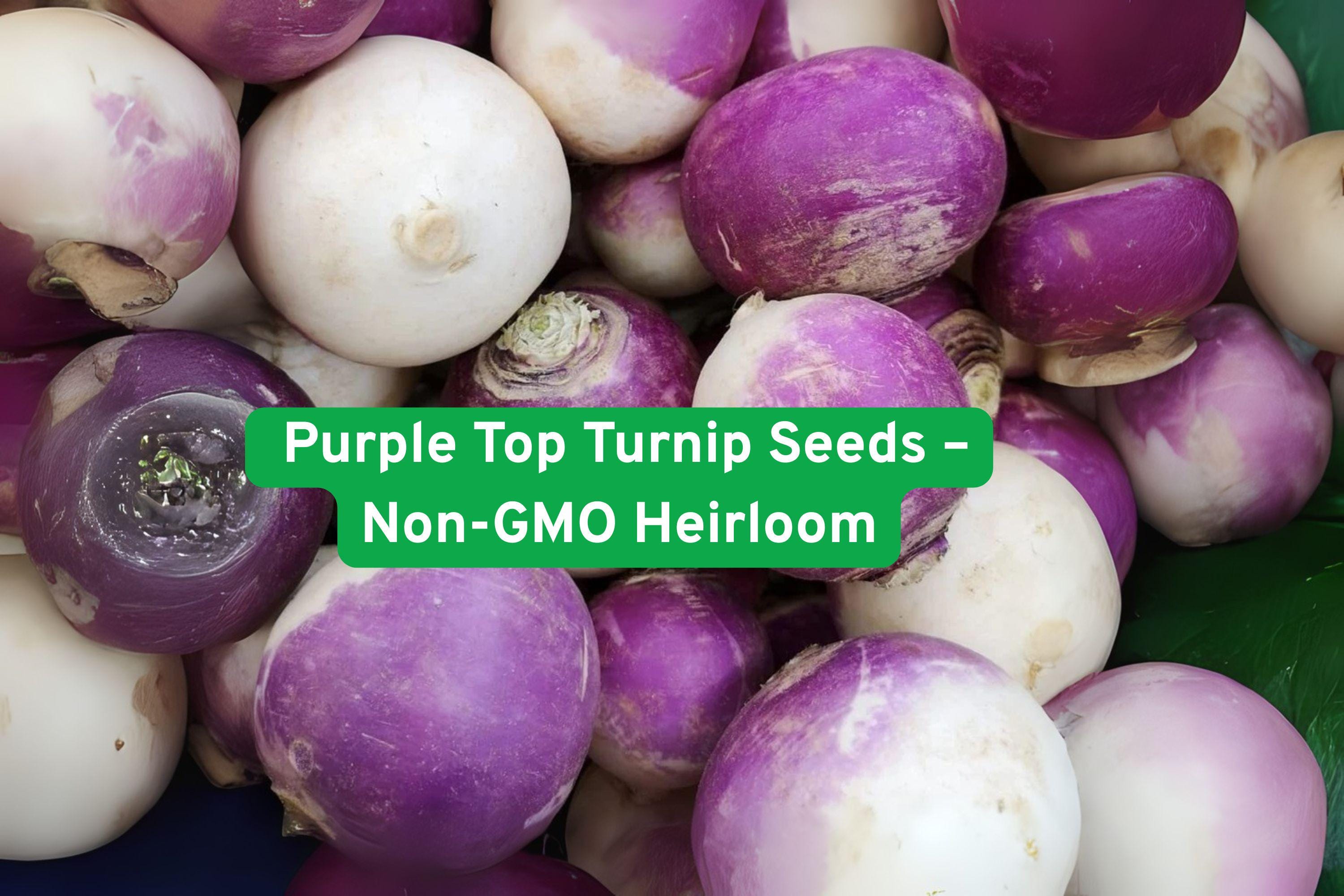 Non-GMO Purple Top Turnip Seeds | Heirloom Brassica rapa | Roots & Greens | Cool Weather Vegetable for Garden, Raised Beds, Containers