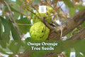 Osage Orange Tree Seeds – Maclura pomifera – Hardy Hedge & Ornamental Tree – Green Fruit, Deciduous, Full Sun, Zone 4-9