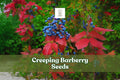 Creeping Barberry Seeds, Evergreen Ground Cover, Ornamental Berries, Mahonia repens, Drought Tolerant, Low-Growing Shrub, 50 Seeds