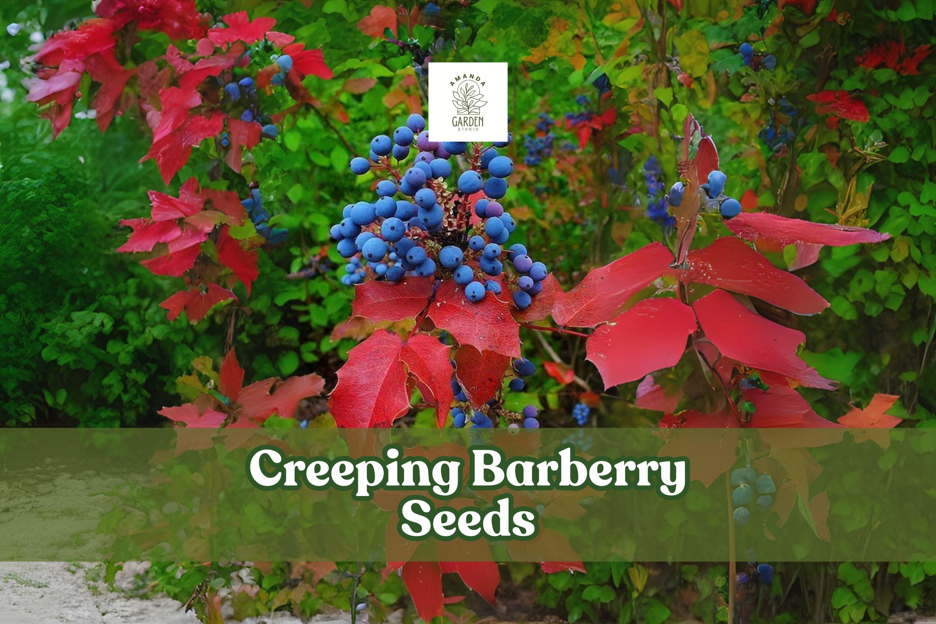 Creeping Barberry Seeds, Evergreen Ground Cover, Ornamental Berries, Mahonia repens, Drought Tolerant, Low-Growing Shrub, 50 Seeds