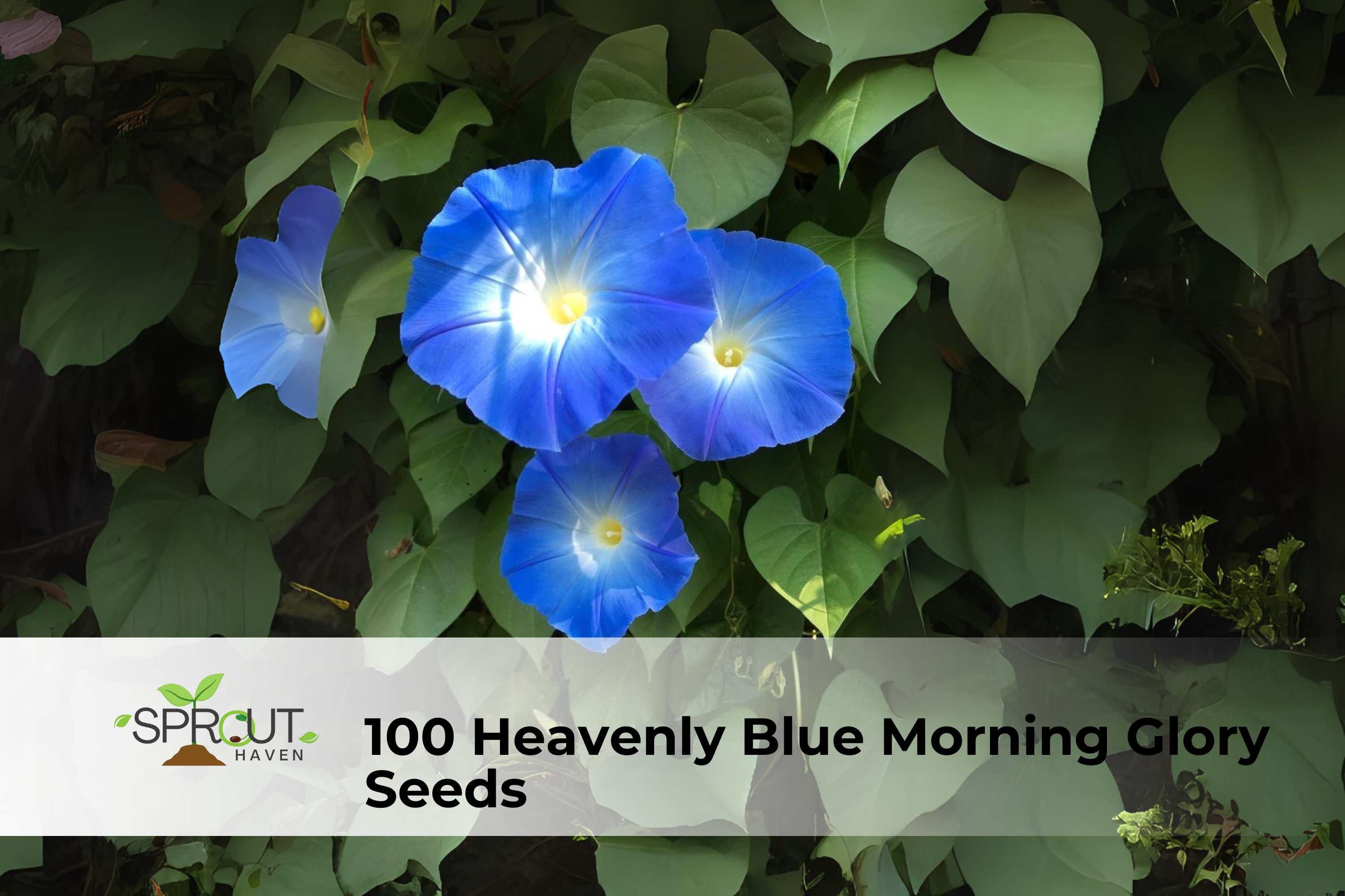 Heavenly Blue Morning Glory Seeds | Ipomoea tricolor Climbing Vine | Sky Blue Flowers | Heirloom, Fast-Growing Annual