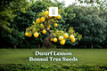Dwarf Lemon Bonsai Tree Seeds | Citrus Limon Ornamental Seeds for Container Growing & Bonsai Cultivation