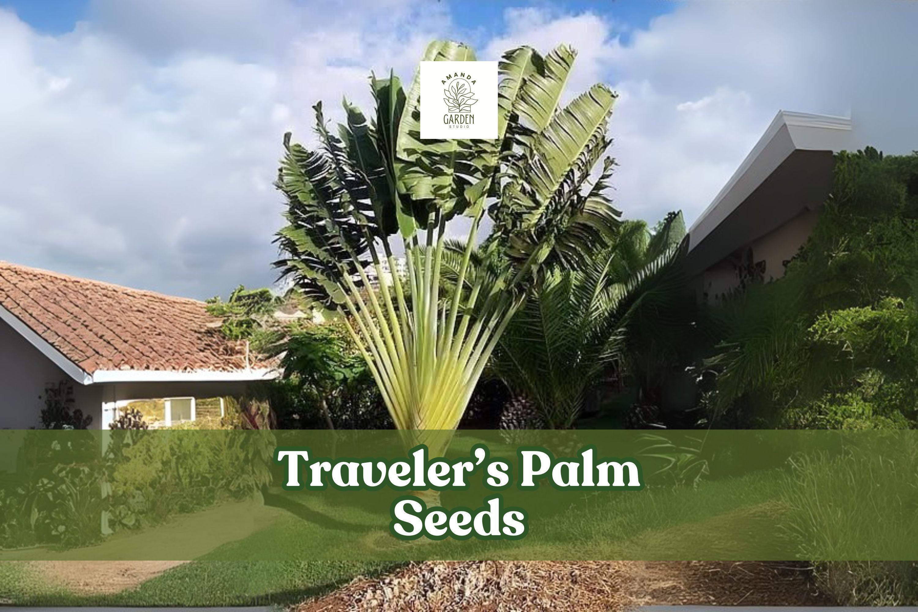 5 Traveler’s Palm Seeds Ravenala madagascariensis Exotic Tropical Bird of Paradise Plant Grow Your Own