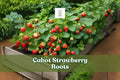 Bare Root Strawberry Plants – 5 Cabot Fragaria × ananassa Hardy Perennial with Large Juicy Red Fruit