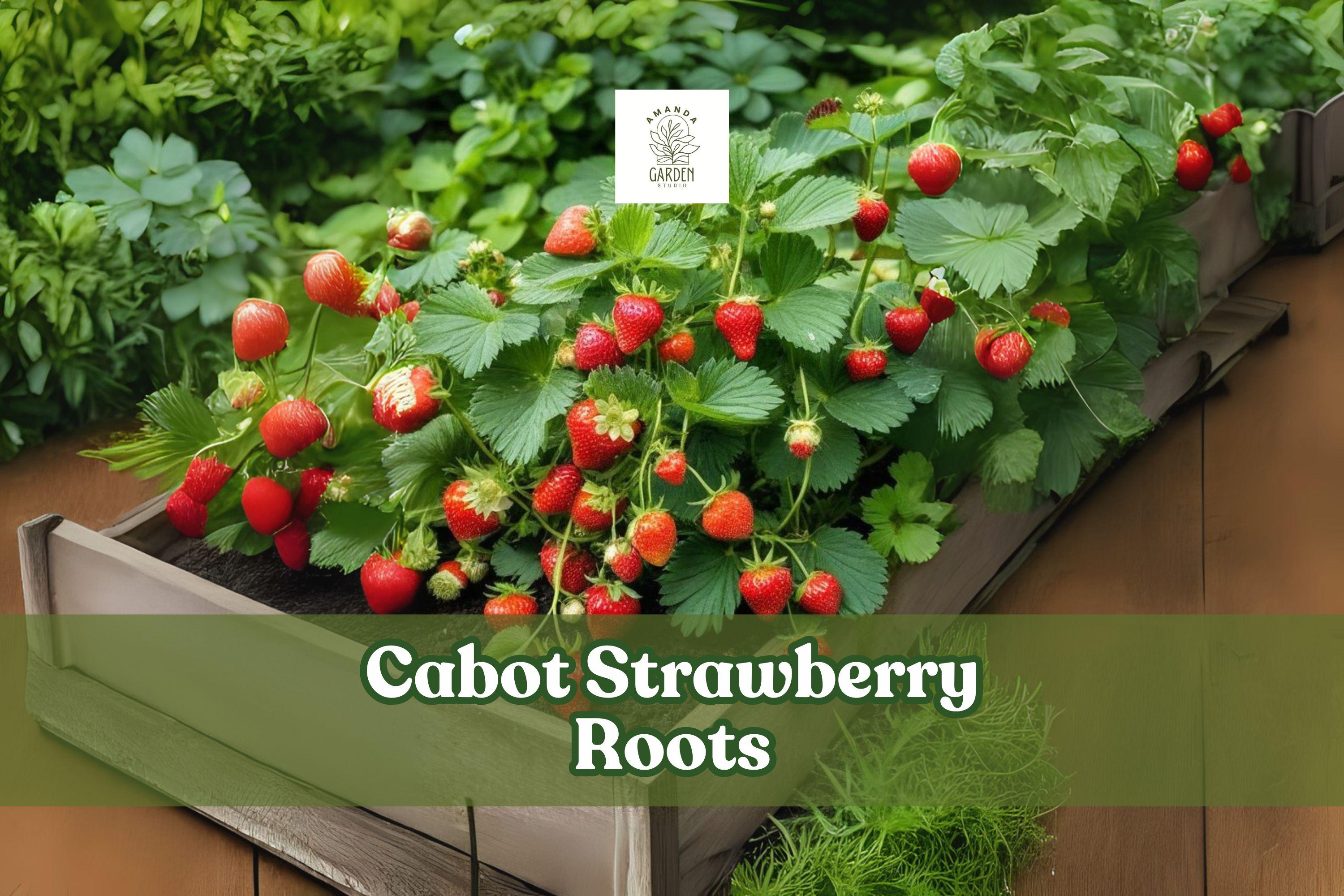 Bare Root Strawberry Plants – 5 Cabot Fragaria × ananassa Hardy Perennial with Large Juicy Red Fruit