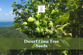 Dwarf Lime Tree Seeds Citrus aurantiifolia Bonsai & Patio Container Growing 30+