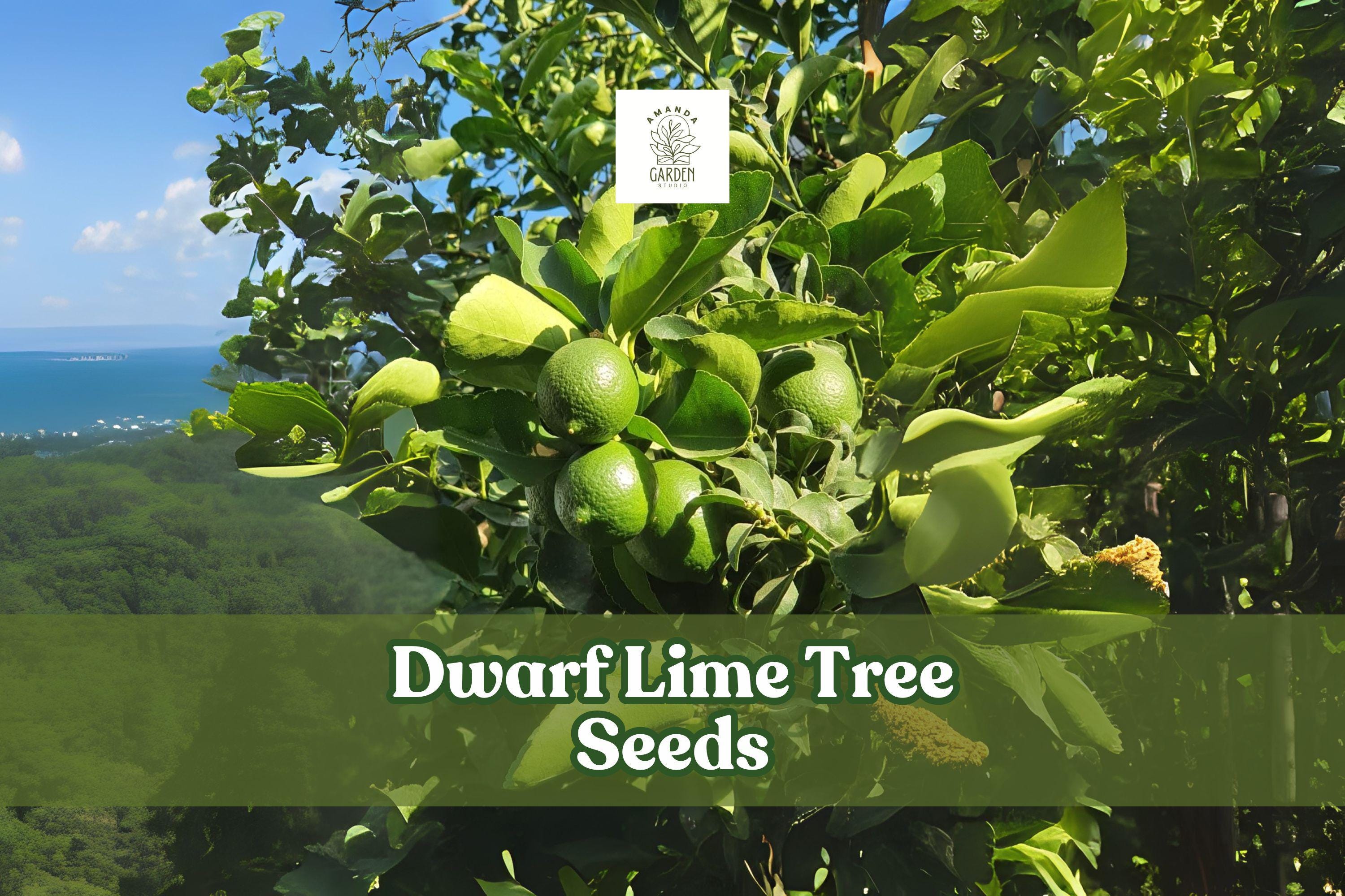 Dwarf Lime Tree Seeds Citrus aurantiifolia Bonsai & Patio Container Growing 30+