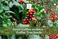 20 Coffea Arabica Seeds - Tropical Coffee Tree for Indoor Bonsai & Outdoor Growth, Evergreen, Fragrant White Flowers
