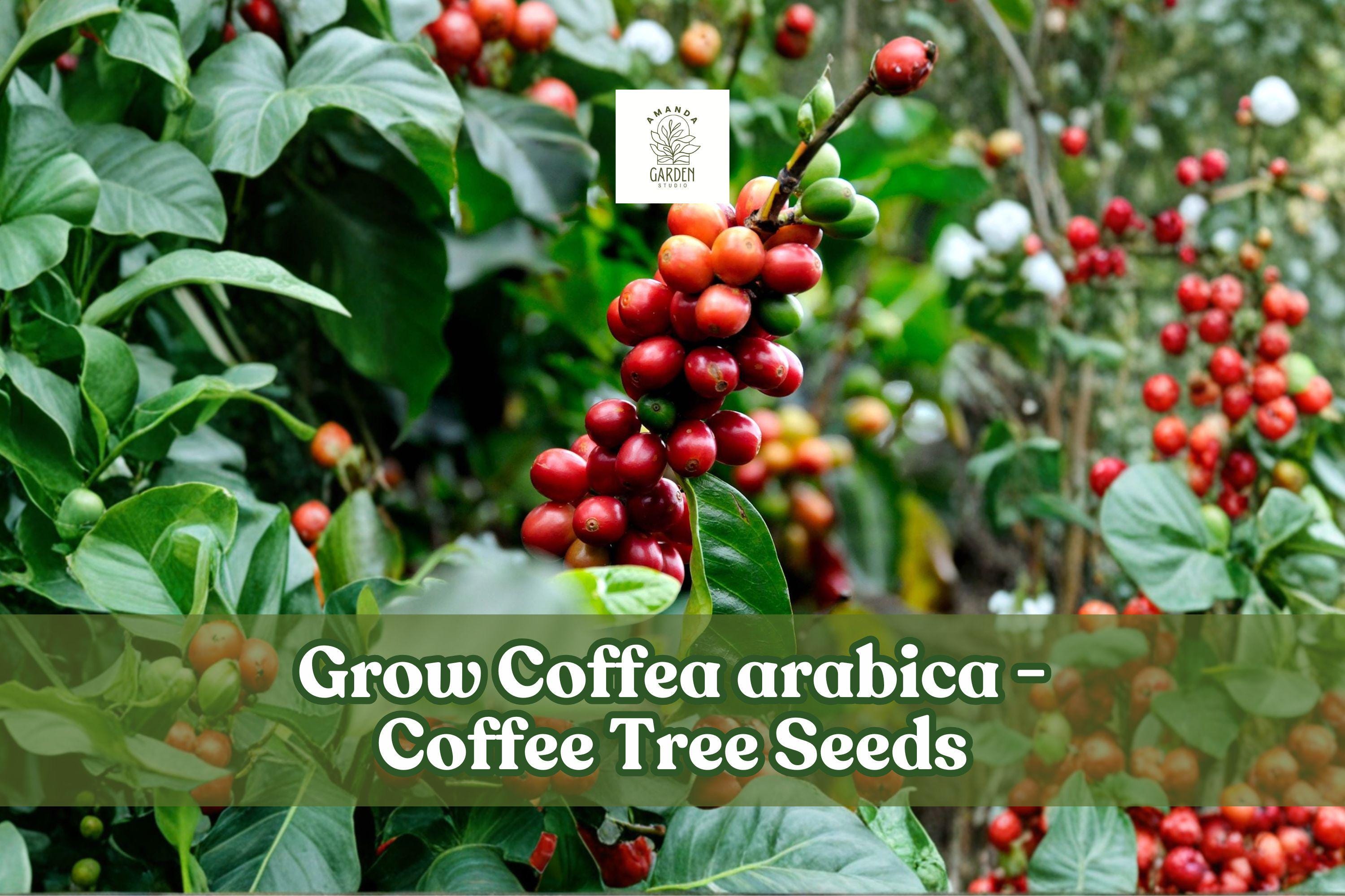 20 Coffea Arabica Seeds - Tropical Coffee Tree for Indoor Bonsai & Outdoor Growth, Evergreen, Fragrant White Flowers