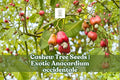 Exotic Cashew Tree Seeds – Tropical Bonsai Plant, Anacardium occidentale, Evergreen, Ornamental, 6 Seeds