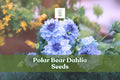 Polar Bear Dahlia Seeds – White Pompon Blooms, Dahlia × variabilis, 50 Seeds, Full Sun, Summer to Frost, USA Packed