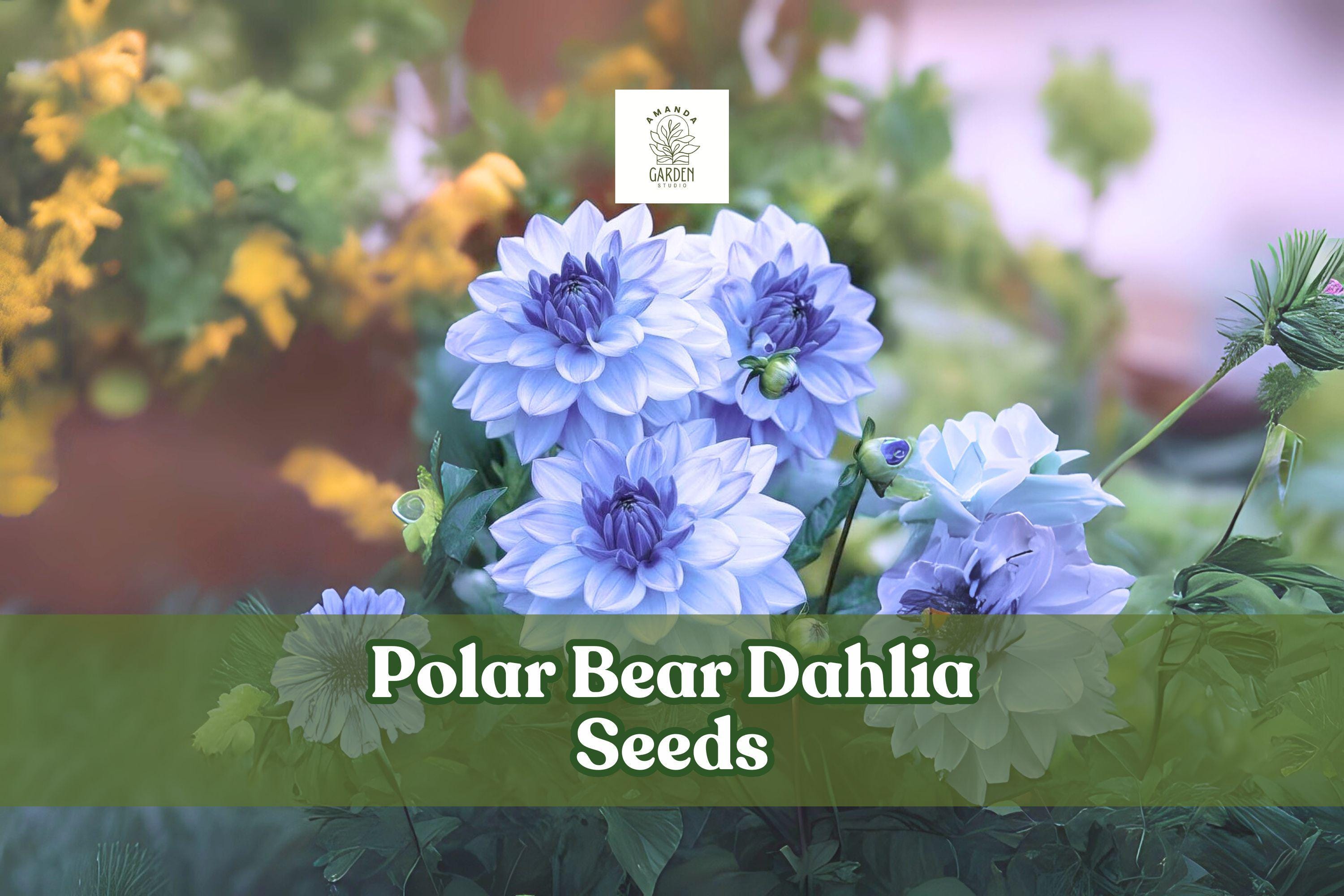 Polar Bear Dahlia Seeds – White Pompon Blooms, Dahlia × variabilis, 50 Seeds, Full Sun, Summer to Frost, USA Packed