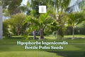 10 Bottle Palm Seeds | Hyophorbe lagenicaulis Tropical Ornamental Palm for Indoor & Garden