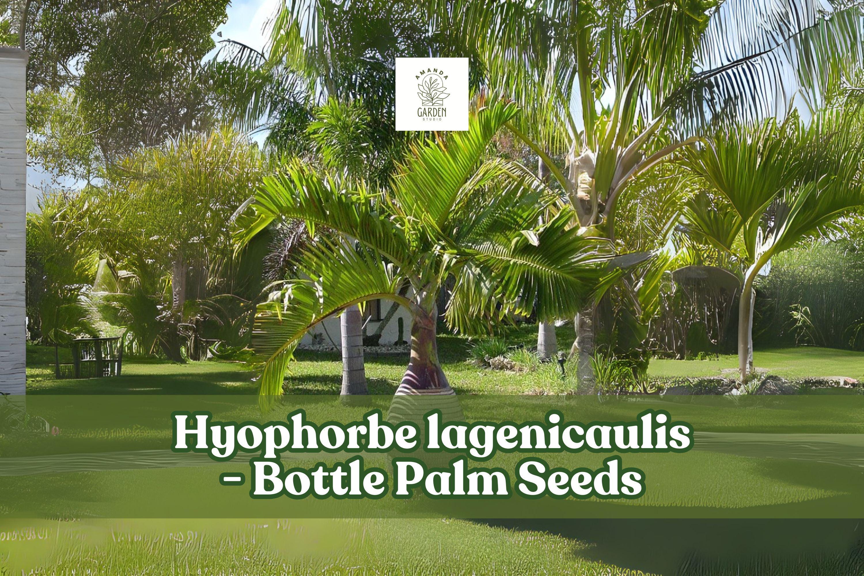 10 Bottle Palm Seeds | Hyophorbe lagenicaulis Tropical Ornamental Palm for Indoor & Garden